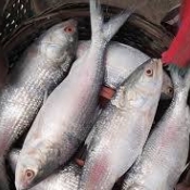 সামুদ্রিক মাছের অবাধ প্রজনন ও উৎপাদন বৃদ্ধির লক্ষ্যে ১৫ই এপ্রিল থেকে ১১ই জুন ২০২৬ খ্রীঃ  পর্যন্ত মোট  ৫৮ দিন  সাগর ,নদীতে মাছ ধরার উপর নিষেধাজ্ঞা জারি করেছে সরকার।