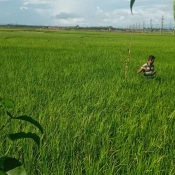 টেকনাফের কৃষক-কৃষাণীদের গণপ্রজাতন্ত্রী বাংলাদেশ সরকারের সহযোগিতায় কৃষক কার্ড পাওয়া ও সেবা প্রদান নিয়ে সাক্ষাৎকার দিচ্ছেন টেকনাফ উপজেলা কৃষি কর্মকর্তা